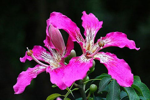 Ceiba speciosa | Floss Silk Tree | Chorisia | 10_Seeds