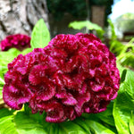 Celosia argentea Cristata | Cockscomb | 100_Seeds