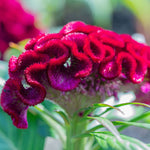 Celosia argentea Cristata | Cockscomb | 100_Seeds