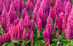 Celosia argentea | Plumosa Nana Glitters Pink | 20_Seeds