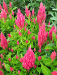 Celosia argentea | Plumosa Nana Glitters Pink | 20_Seeds