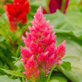 Celosia argentea | Plumosa Nana Glitters Pink | 20_Seeds