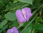 Centrosema pubescens | Centro | Butterfly Pea | 10_Seeds