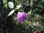 Centrosema pubescens | Centro | Butterfly Pea | 10_Seeds