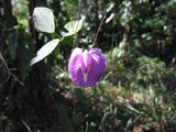 Centrosema pubescens | Centro | Butterfly Pea | 10_Seeds
