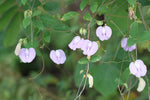 Centrosema pubescens | Centro | Butterfly Pea | 10_Seeds