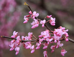 Cercis canadensis | Eastern Redbud | 10_Seeds