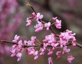 Cercis canadensis | Eastern Redbud | 10_Seeds