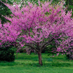 Cercis canadensis | Eastern Redbud | 10_Seeds