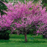 Cercis canadensis | Eastern Redbud | 10_Seeds