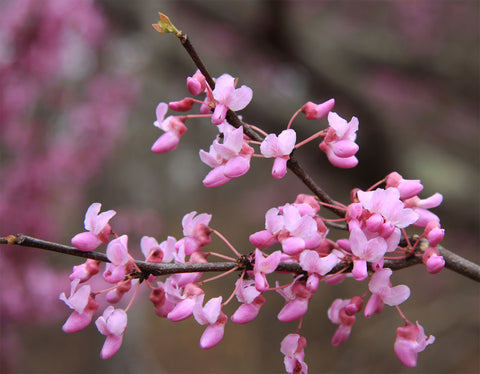 Cercis canadensis | Eastern Redbud | 10_Seeds