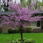Cercis canadensis | Eastern Redbud | 10_Seeds