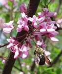 Cercis canadensis | Eastern Redbud | 10_Seeds