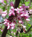 Cercis canadensis | Eastern Redbud | 10_Seeds