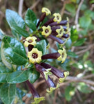 Cestrum buxifolium Black Beauty | 10_Seeds