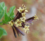 Cestrum buxifolium Black Beauty | 10_Seeds