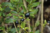 Cestrum buxifolium Black Beauty | 10_Seeds