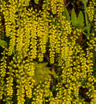 Chiastophyllum oppositifolium | Lambs Tail | Gold Drop | 200_Seeds