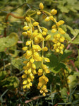 Chiastophyllum oppositifolium | Lambs Tail | Gold Drop | 200_Seeds