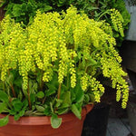 Chiastophyllum oppositifolium | Lambs Tail | Gold Drop | 200_Seeds
