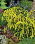 Chiastophyllum oppositifolium | Lambs Tail | Gold Drop | 200_Seeds