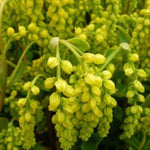 Chiastophyllum oppositifolium | Lambs Tail | Gold Drop | 200_Seeds