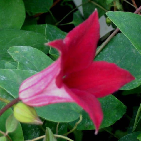 Clematis texensis Gravetye Beauty | Small Flowered Clematis | 10_Seeds