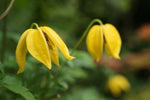 Clematis tangutica | Old Mans Beard | Russian Virgins Bower  | 20_Seeds