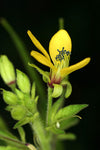 Cleome viscosa | Tickweed | Asian Spiderflower | Jazmin de Rio | 50_Seeds