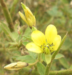 Cleome viscosa | Tickweed | Asian Spiderflower | Jazmin de Rio | 50_Seeds