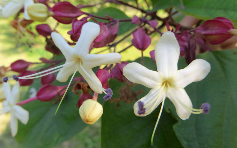 Chance Tree Clerodendrum trichotomum | Harlequin Glory Bower | Chance Tree | 5_See ...