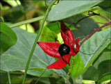 Clerodendrum infortunatum | Bhat | Hill Glory Bower | 5_Seeds