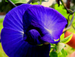Clitoria ternatea Double Blue | Butterfly Pea | 50_seeds