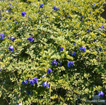 Clitoria ternatea Double Blue | Butterfly Pea | 50_seeds
