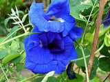 Clitoria ternatea Double Blue | Butterfly Pea | 50_seeds