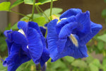 Clitoria ternatea Double Blue | Butterfly Pea | 50_seeds