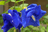 Clitoria ternatea Double Blue | Butterfly Pea | 50_seeds