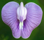 Clitoria macrophylla | Pigeonwing | Poik Tak Katen | 10_Seeds