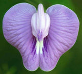 Clitoria macrophylla | Pigeonwing | Poik Tak Katen | 10_Seeds