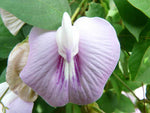 Clitoria macrophylla | Pigeonwing | Poik Tak Katen | 10_Seeds