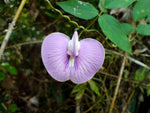 Clitoria macrophylla | Pigeonwing | Poik Tak Katen | 10_Seeds