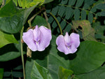 Clitoria macrophylla | Pigeonwing | Poik Tak Katen | 10_Seeds
