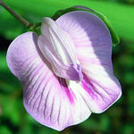 Clitoria macrophylla | Pigeonwing | Poik Tak Katen | 10_Seeds