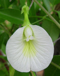 Clitoria ternatea Single White | 10_seeds