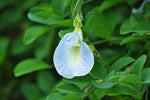 Clitoria ternatea Single White | 10_seeds