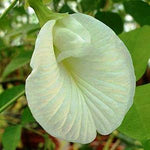 Clitoria ternatea Single White | 10_seeds