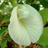 Clitoria ternatea Single White | 10_seeds