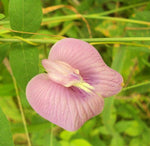 Clitoria ternatea Single Pink | Butterfly Pea | 10_seeds