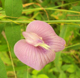 Clitoria ternatea Single Pink | Butterfly Pea | 10_seeds