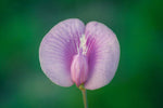 Clitoria ternatea Single Pink | Butterfly Pea | 10_seeds